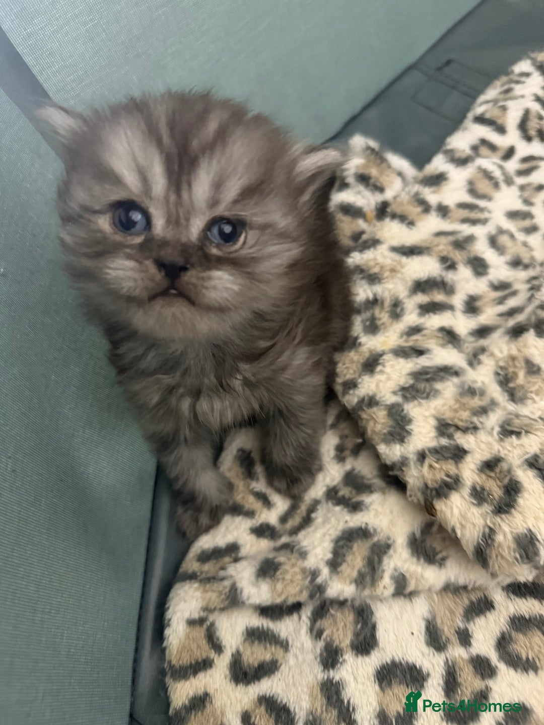 Scottish Fold cats for sale: Stunning Rainbow litter ready for  **   - Advert 19