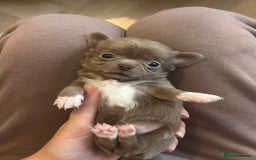 Chihuahua dogs for sale: ❤️stunning chihuahua pups❤️ - Image 8