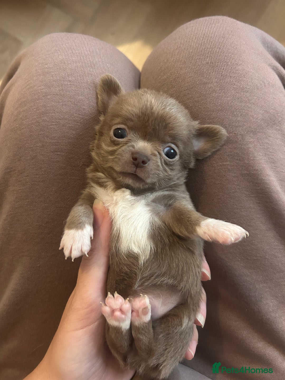 Chihuahua dogs for sale: ❤️stunning chihuahua pups❤️ - Image 8