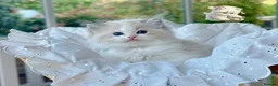 Ragdoll cats for sale: READY TO GO 1 left  (£900) available(TIMEWASTERS)  - Advert 30