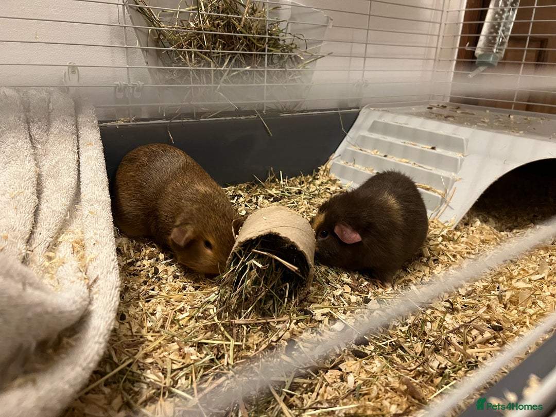 Guinea Pig rodents for sale: Two pretty female guinea pigs for sale! - Image 2