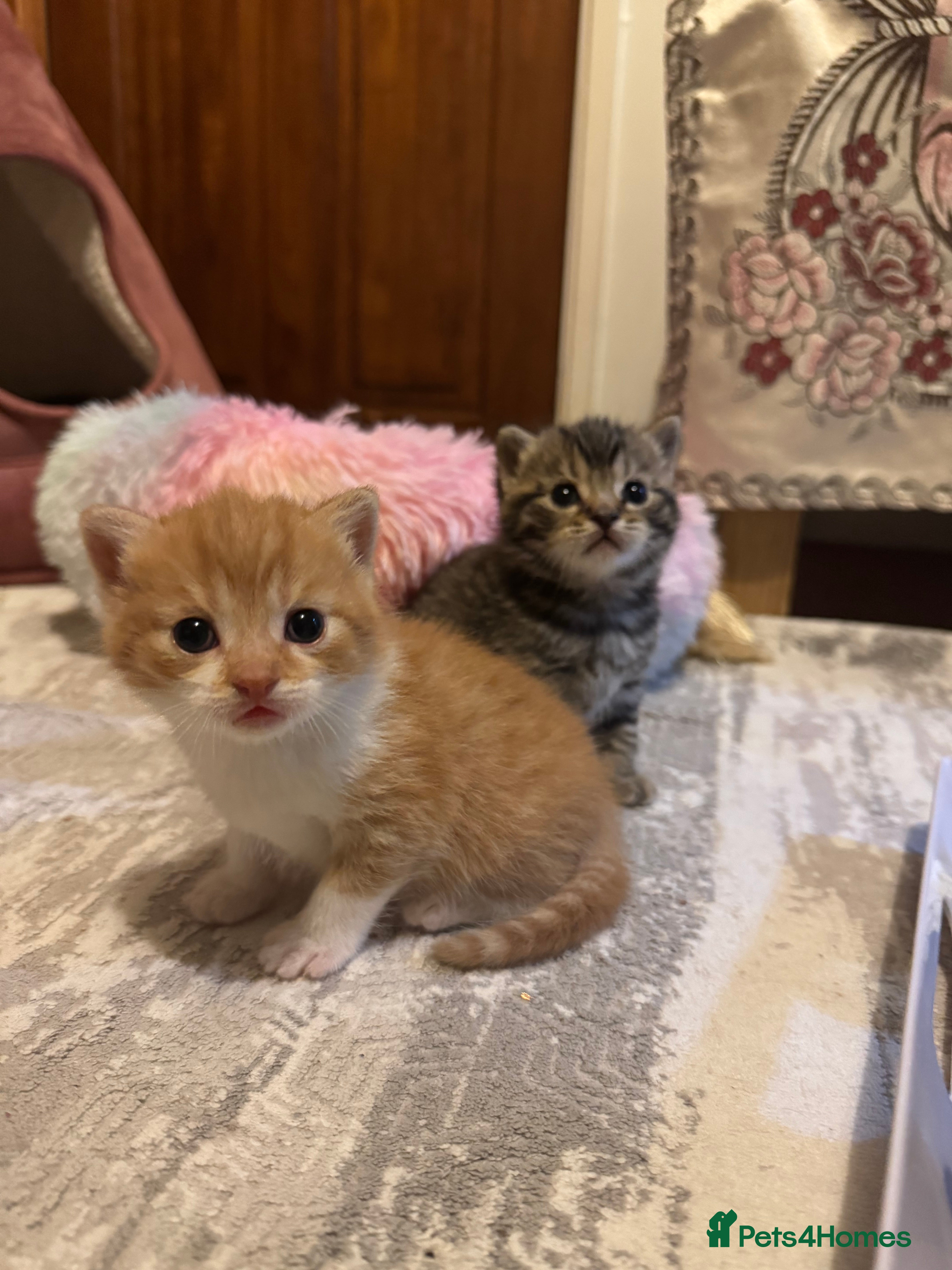 Mixed Breed cats Mixed British shorthair  - Advert 3