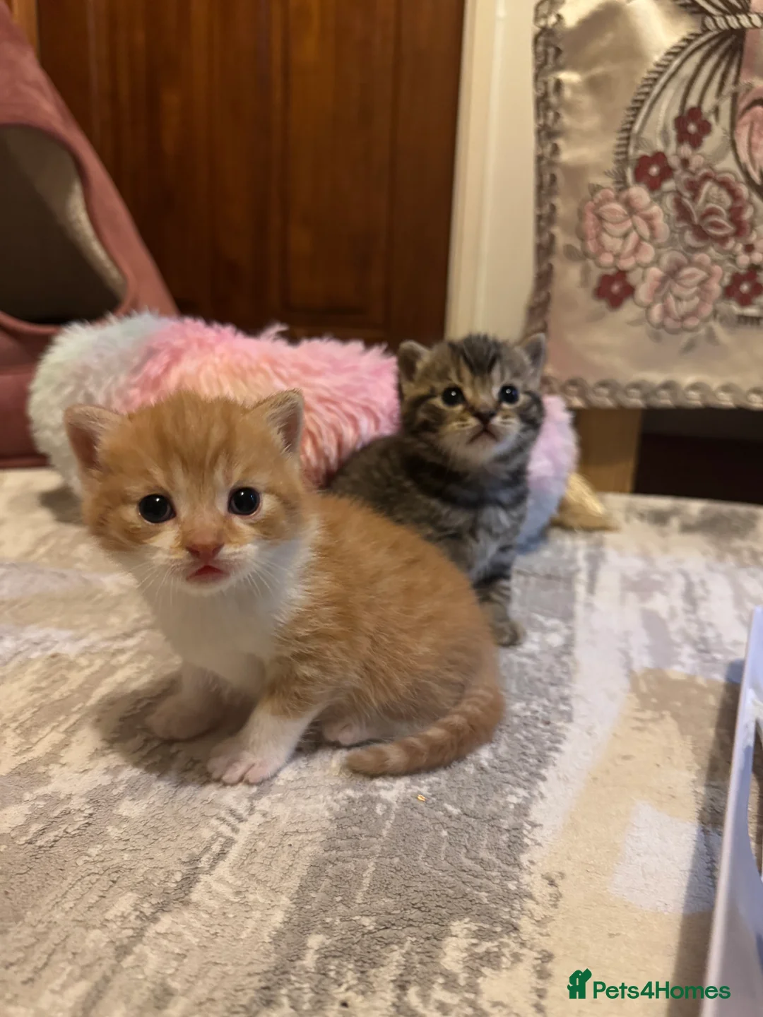 Mixed Breed cats for sale: Mixed British shorthair  - Advert 1