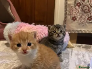 Mixed Breed cats Mixed British shorthair - Advert 3