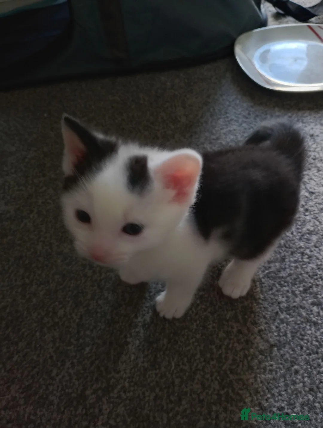 Domestic Shorthair cats for sale: 2 female kittens in Rotherham - Advert 4