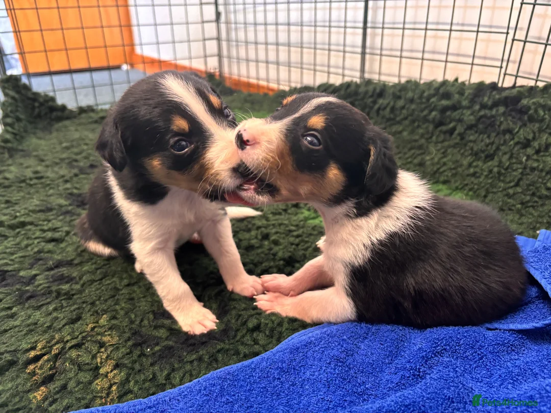 Sprollie dogs for sale: 5 females and 1 male available Sprollie puppies - Advert 9