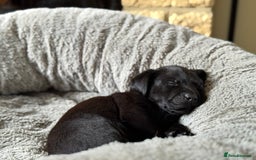 Labrador Retriever dogs for sale: Last remaining Beautiful Labradors  - Image 2