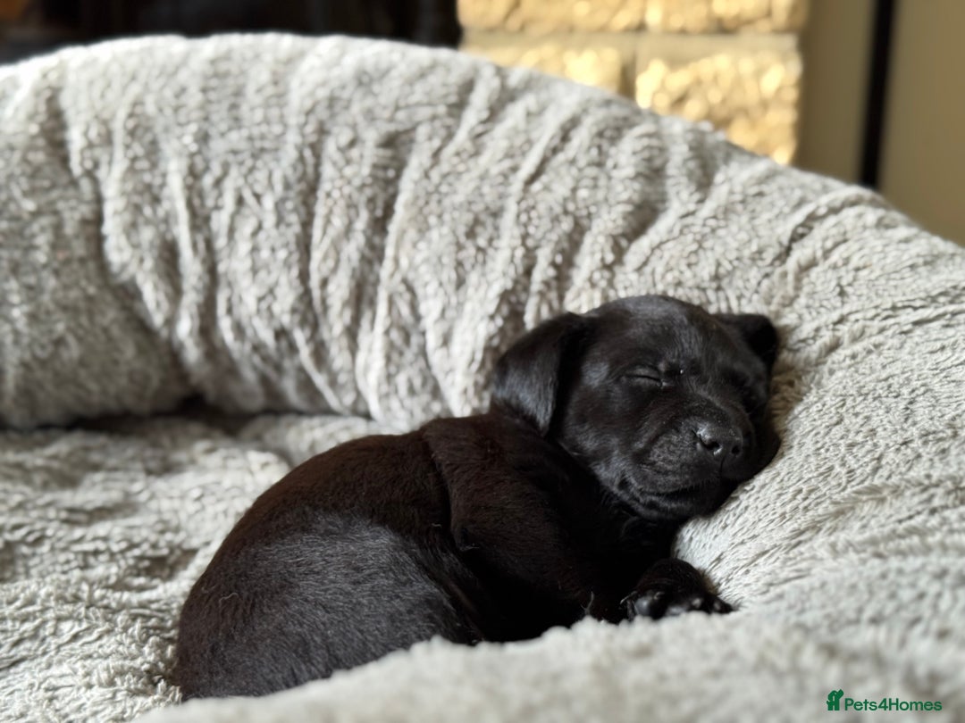 Labrador Retriever dogs for sale: Last remaining Beautiful Labradors  - Image 2