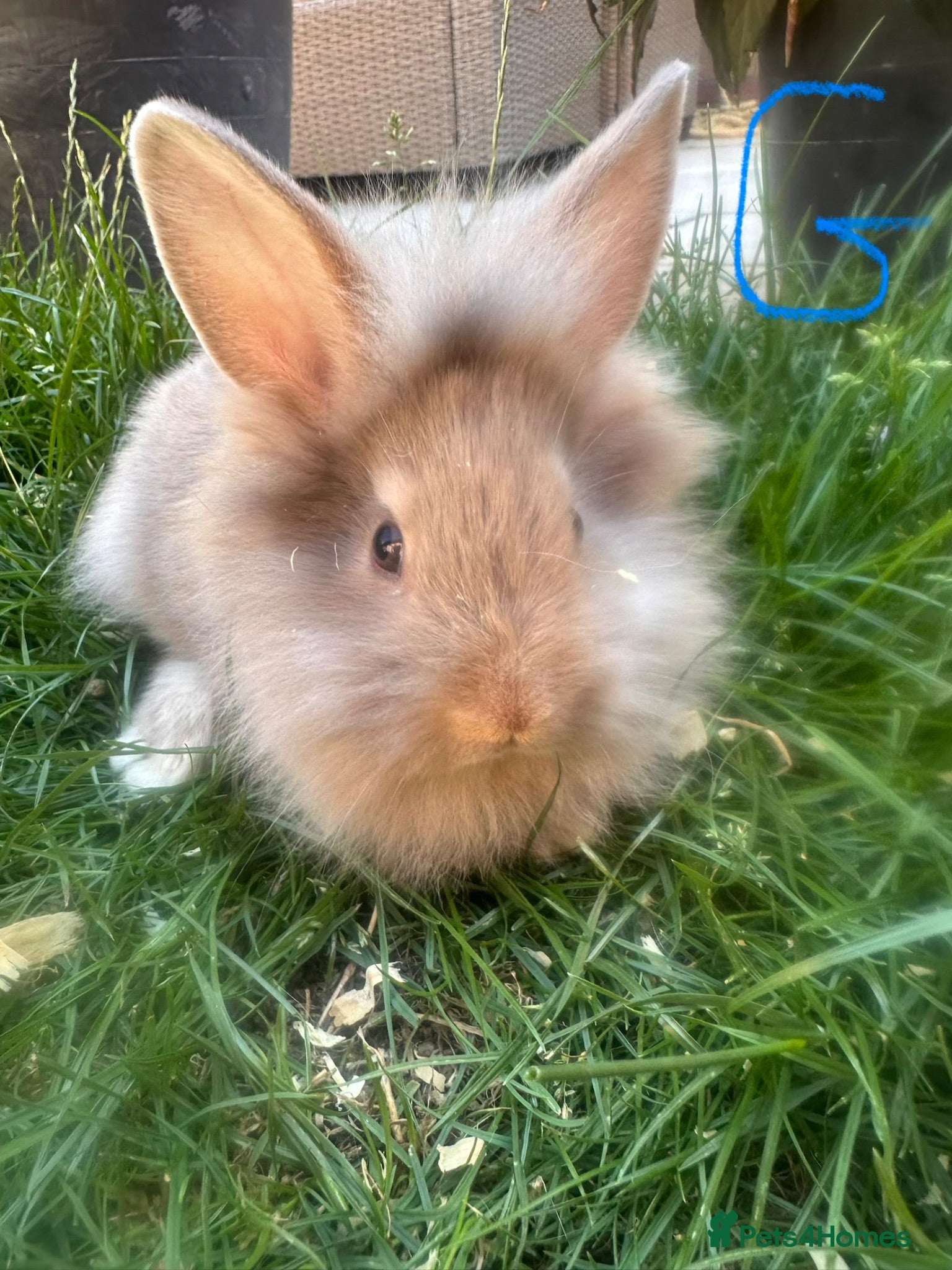Lionhead rabbits Lionhead rabbits for sale  - Advert 2