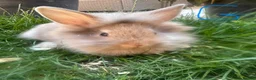 Lionhead rabbits for sale: Lionhead rabbits for sale  - Advert 2