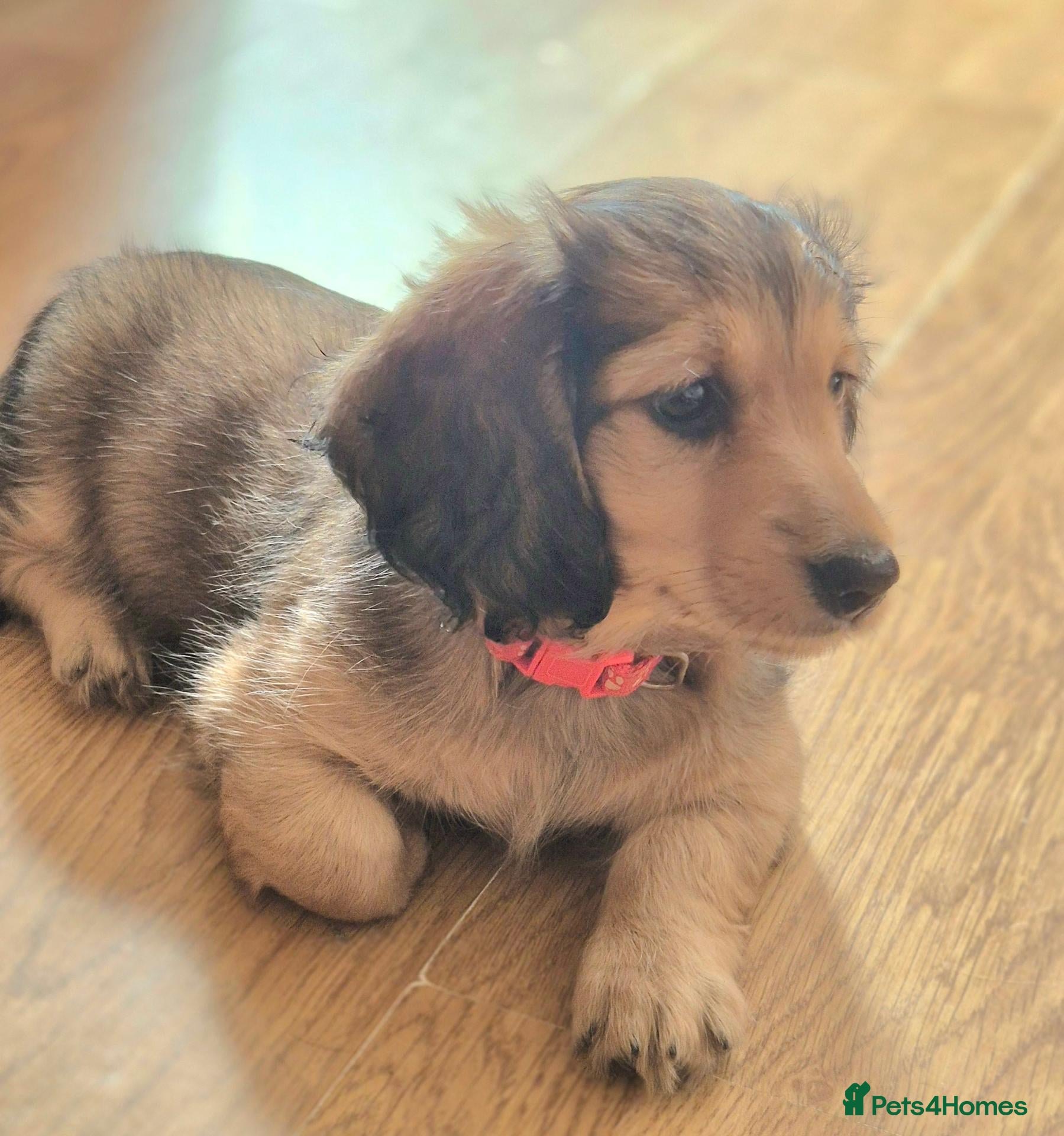 Miniature Dachshund dogs KC Long Haired Mini Dachshund Puppy - Advert 15