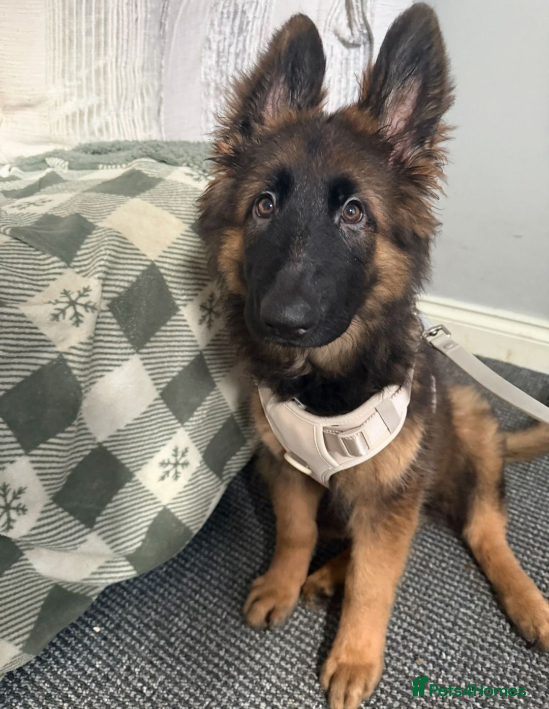 German Shepherd dogs for sale: Male German Shepard  - Advert 1