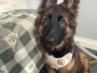 German Shepherd dogs Male German Shepard - Advert 6