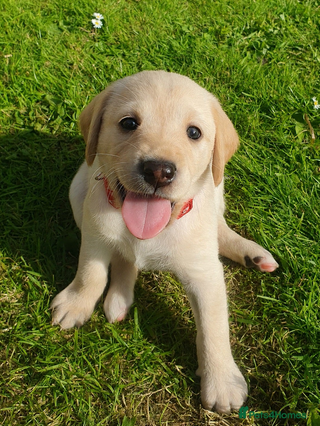 Goldador dogs 11 Beautiful Goldador puppies - Advert 1