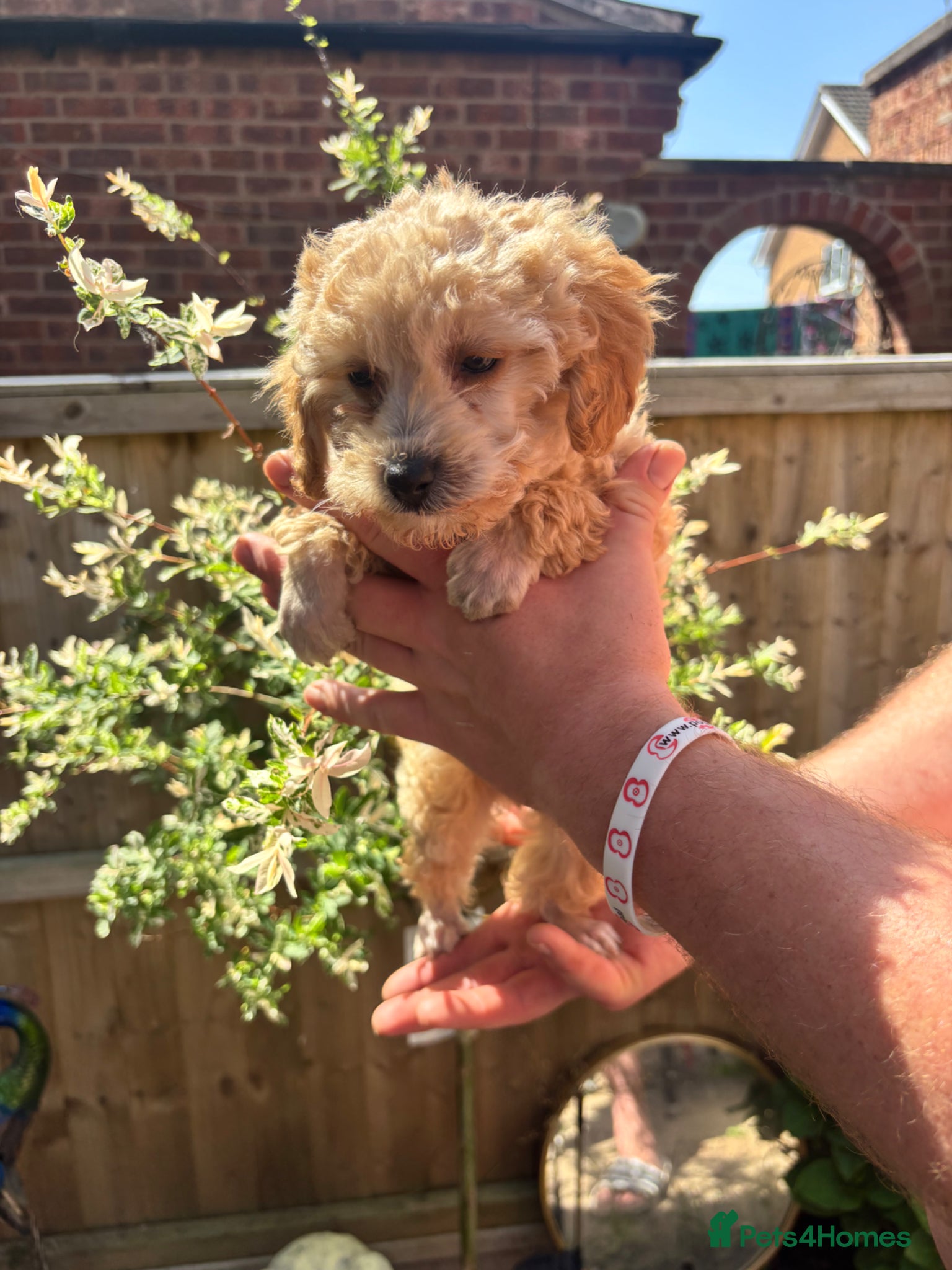 Toy Poodle dogs for sale: Litter of 2 beautiful Apricot girls  - Advert 6