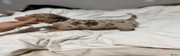 American Bully dogs for sale: 9 beautiful pocket bullies, ABKC registered  - Advert 26