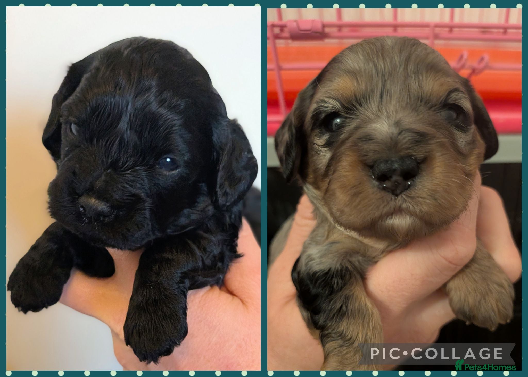 Cavapoo dogs Cavapoo puppies - Merle and Black & tan - Advert 18