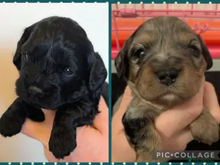 Cavapoo dogs Cavapoo puppies - Merle and Black & tan - Advert 18