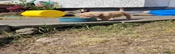 American Bully dogs for sale: Pocketbully puppy  - Advert 23