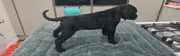 Cane Corso dogs for sale: Cane Corso Puppies - Advert 22