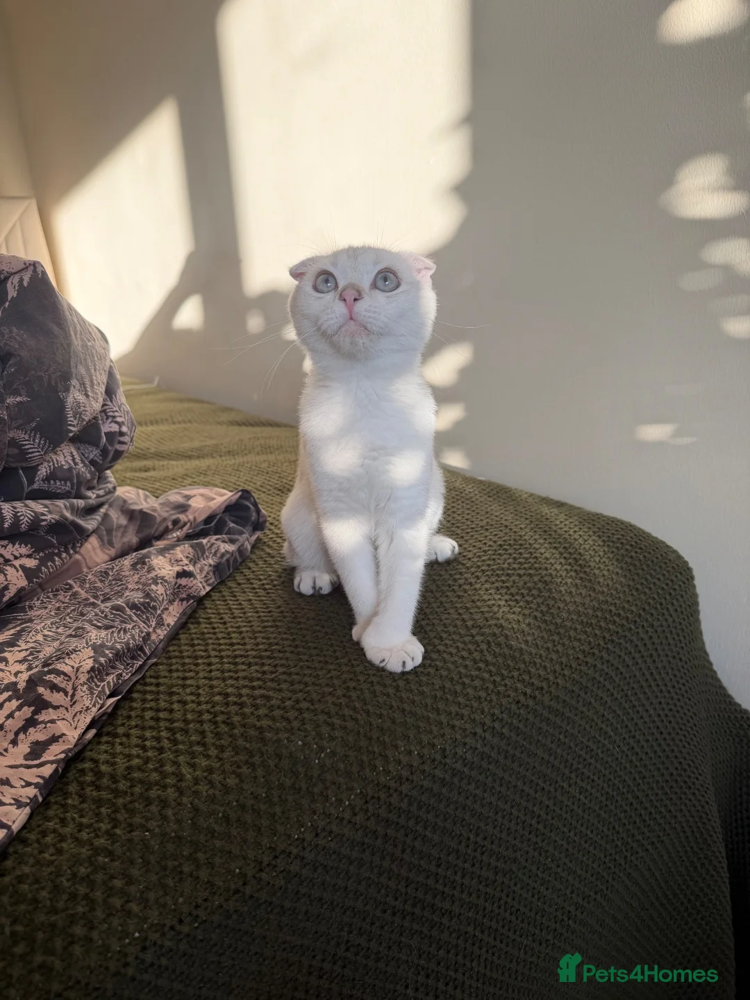 Scottish Fold cats for sale: Scotish fold  - Advert 10