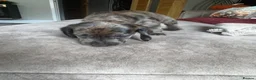 Mixed Breed dogs for sale: 8 week old dockers 4 males  - Advert 3