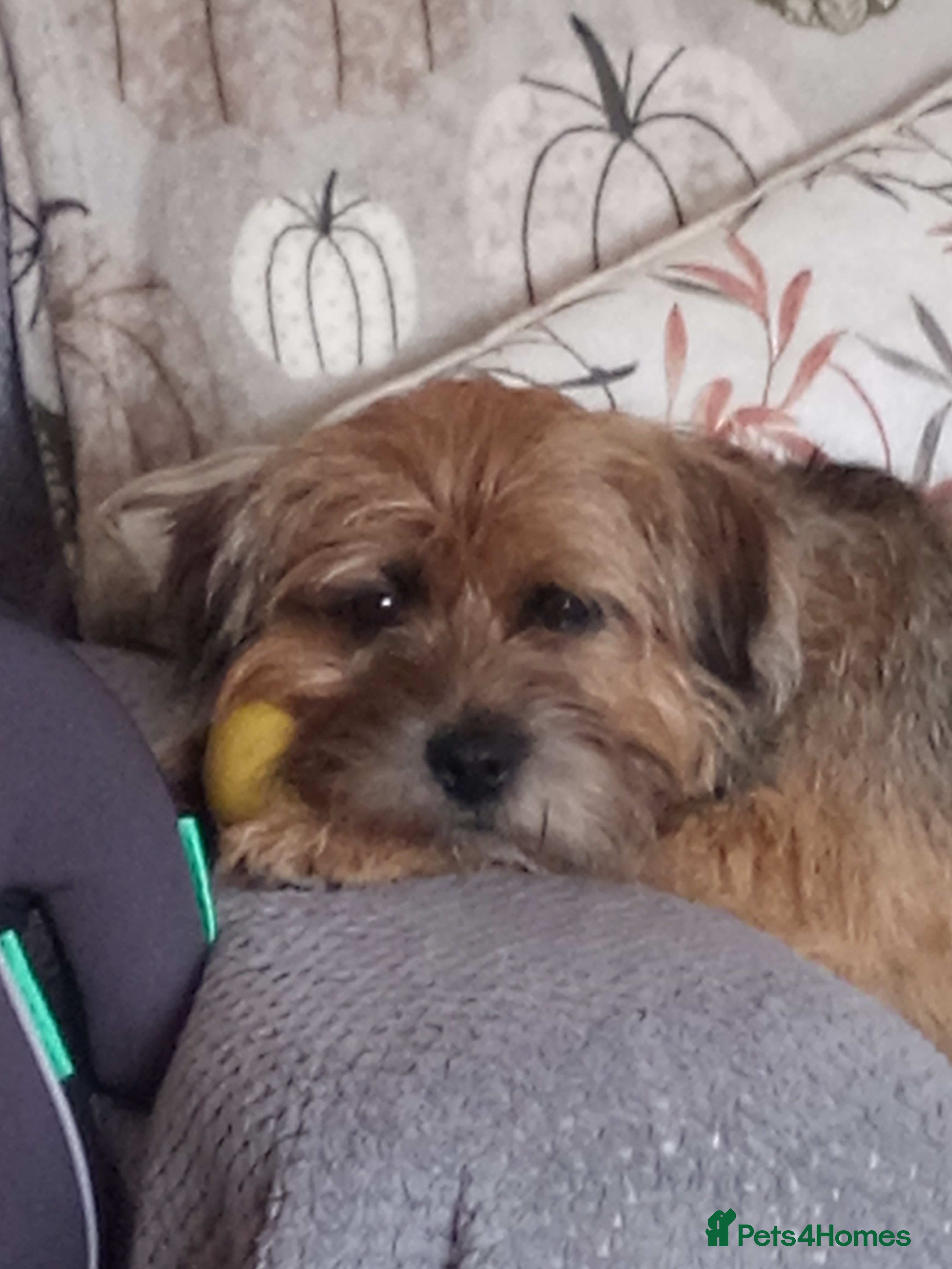 Border Terrier dogs Stud  - Advert 1