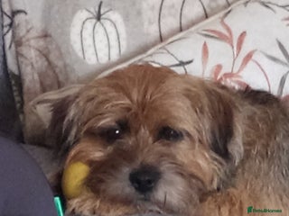 Border Terrier dogs - Advert 1