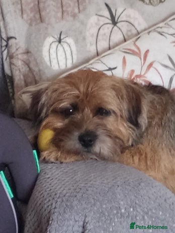 Border Terrier dogs - Advert 1