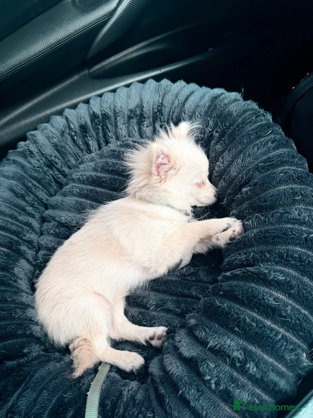 Pomchi dogs for sale: Little but mighty bear 🐻‍❄️  in Lincoln - Advert 2