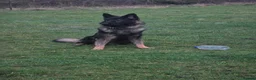 German Shepherd dogs for stud: 2year old Male for stud  - Advert 8