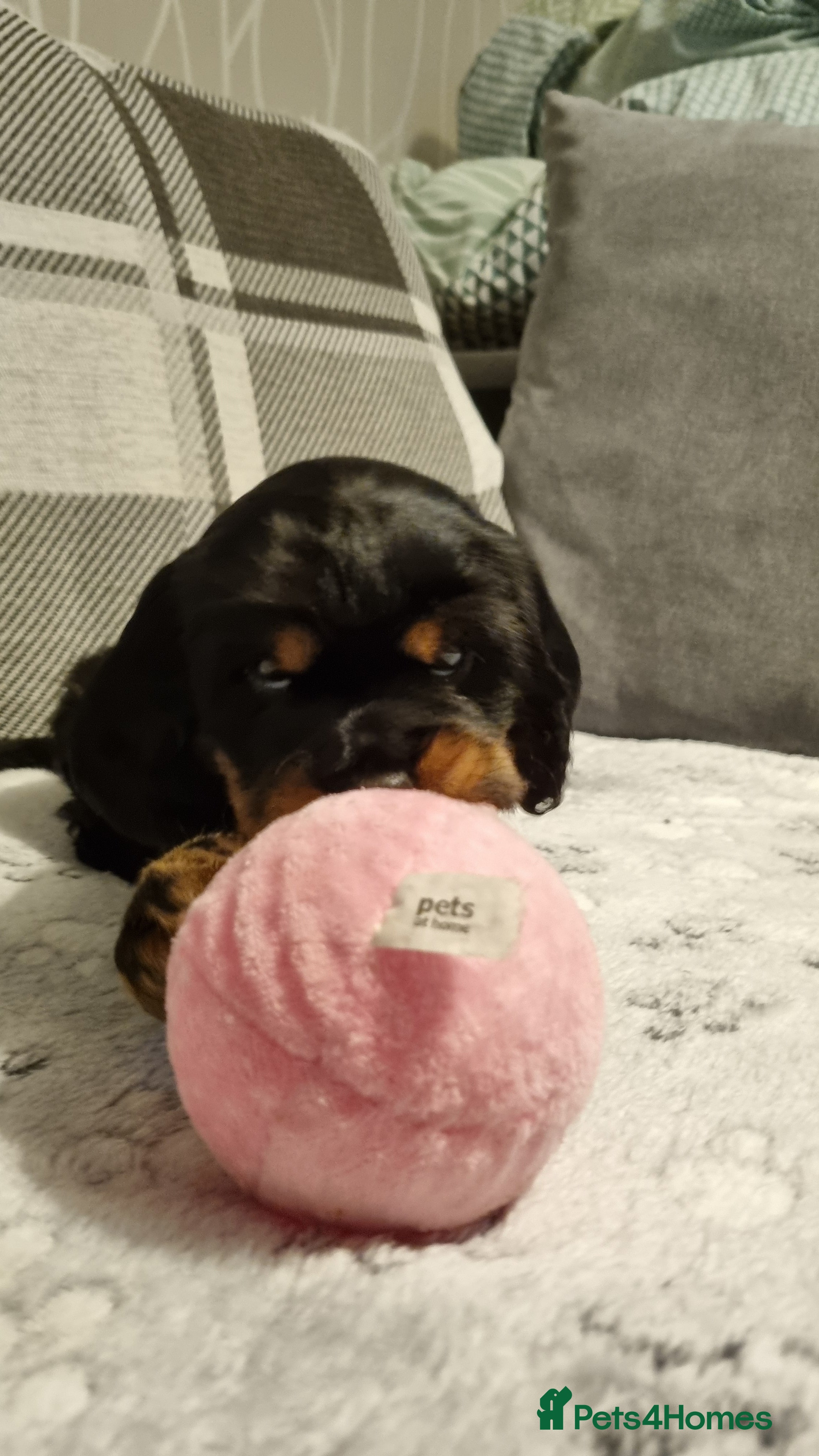Cocker Spaniel dogs for sale: 🐾 Beautiful Show Type Cocker Spaniel Puppies - Advert 27