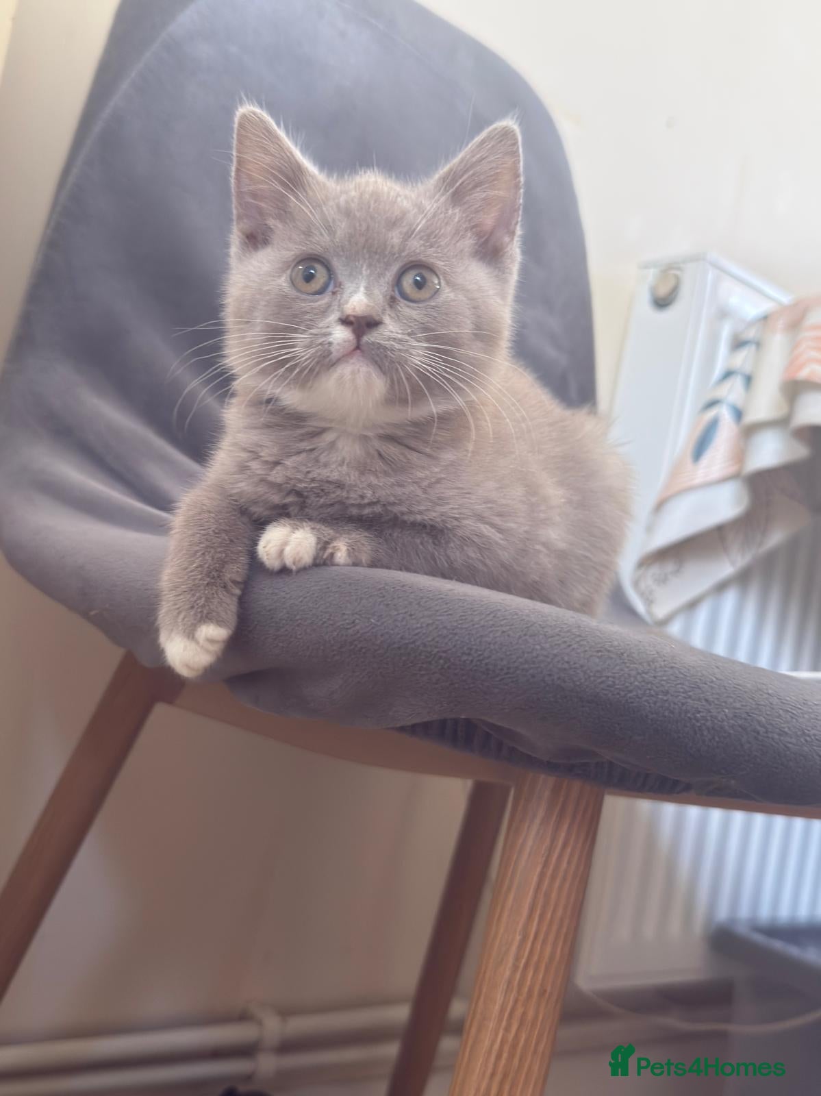 British Shorthair cats Charming British Shorthair Kittens - Advert 5