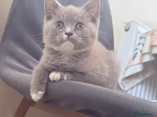 British Shorthair cats Charming British Shorthair Kittens - Advert 1
