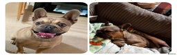 French Bulldog dogs for sale: Oscar 3yo Male French Bulldog - Advert 1