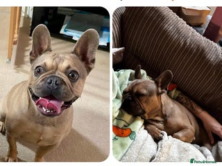 French Bulldog dogs Oscar 3yo Male French Bulldog - Advert 1