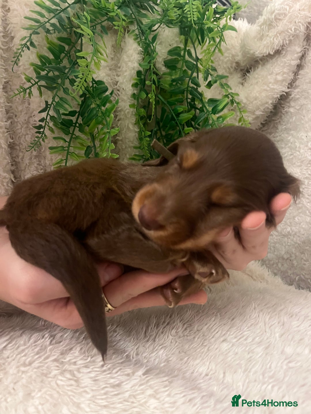 Miniature Dachshund dogs for sale: Long Haired Miniature Dachshunds Chocolate and Tan - Image 3