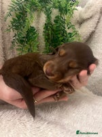 Miniature Dachshund dogs Long Haired Miniature Dachshunds Chocolate and Tan - Advert 2