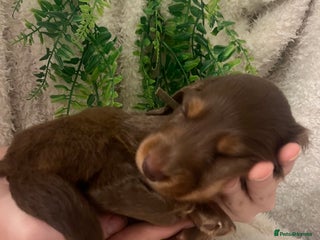 Miniature Dachshund dogs Long Haired Miniature Dachshunds Chocolate and Tan - Advert 12