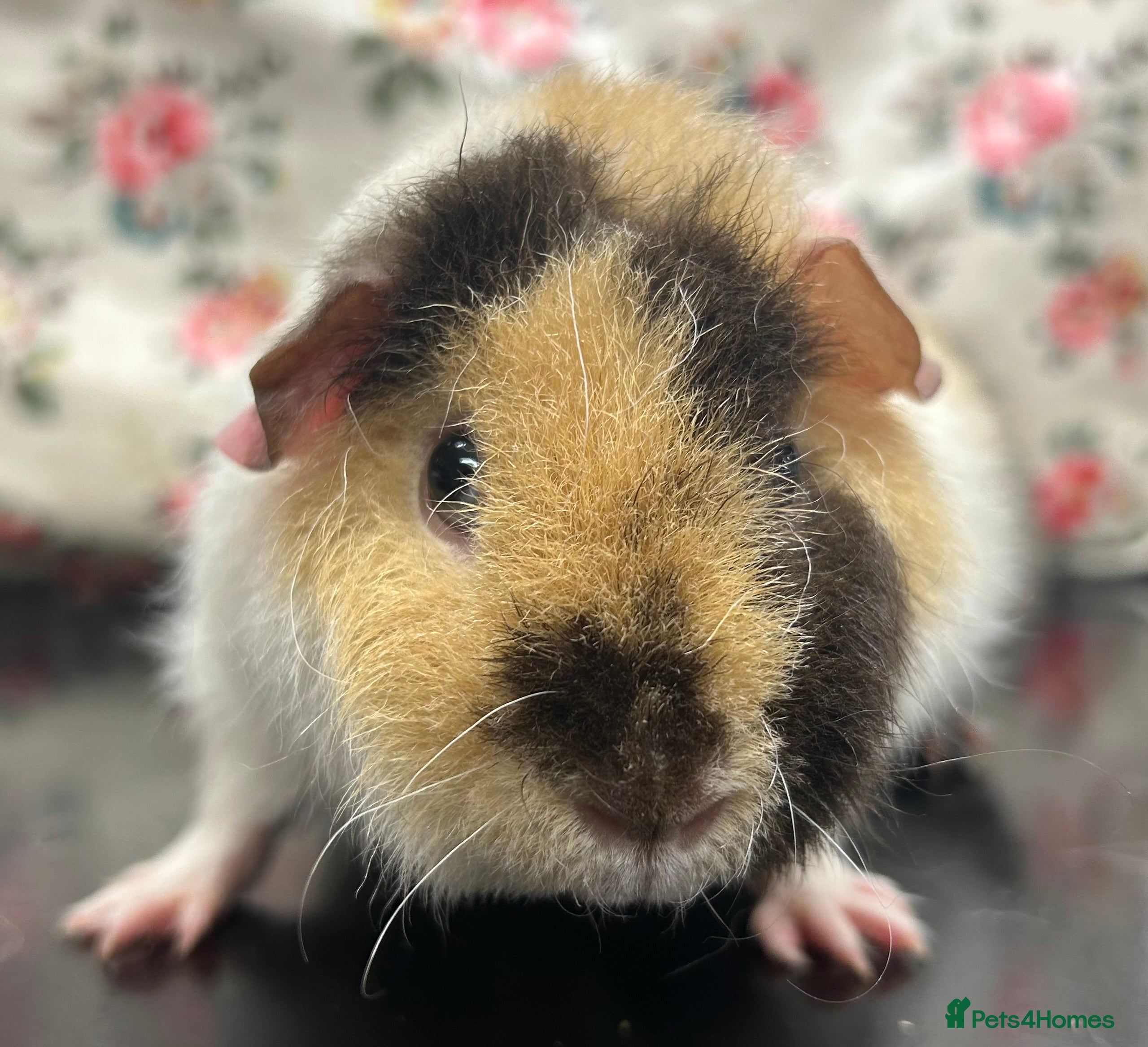 Guinea Pig rodents Teddy Guinea Pigs Available  - Advert 20