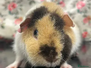 Guinea Pig rodents Teddy Guinea Pigs Available - Advert 13