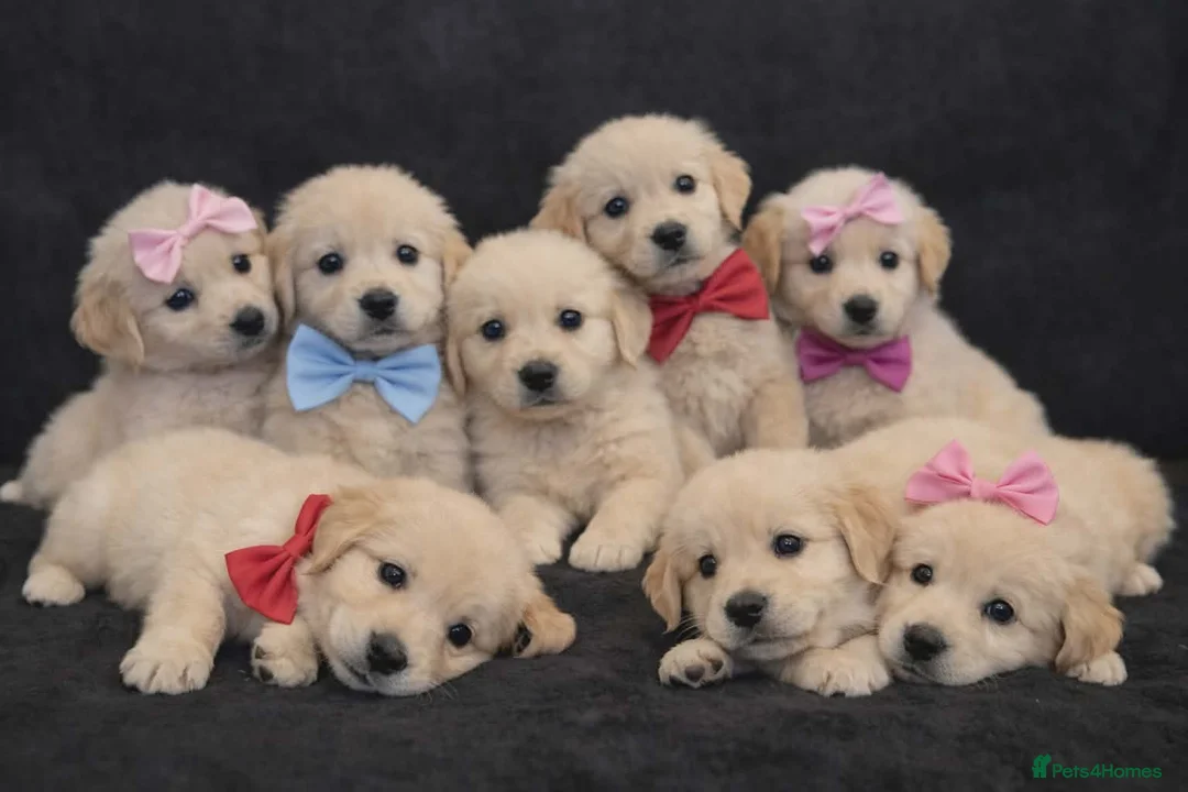 Golden Retriever dogs for sale: Golden retriever - Advert 1