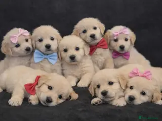 Golden Retriever dogs Golden retriever - Advert 11