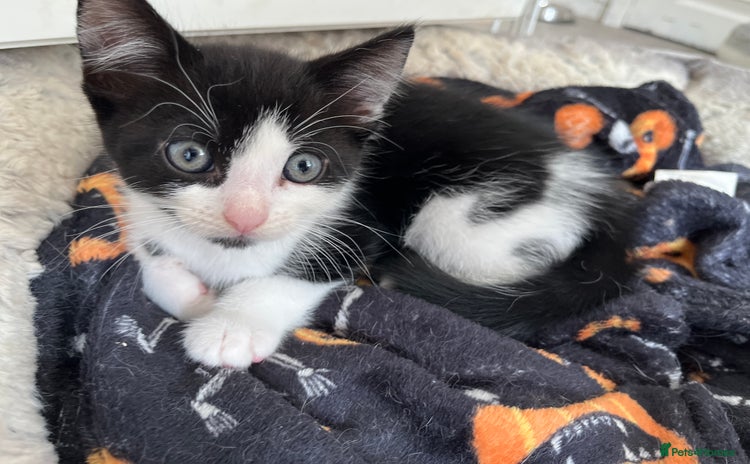 Domestic Shorthair cats - Advert 1