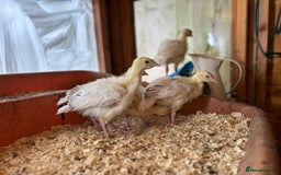 Turkeys poultry for sale: Sweet grass turkey poults - Image 6