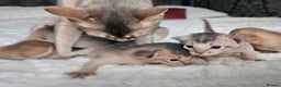 Abyssinian cats for sale: Abyssinian  - Advert 18