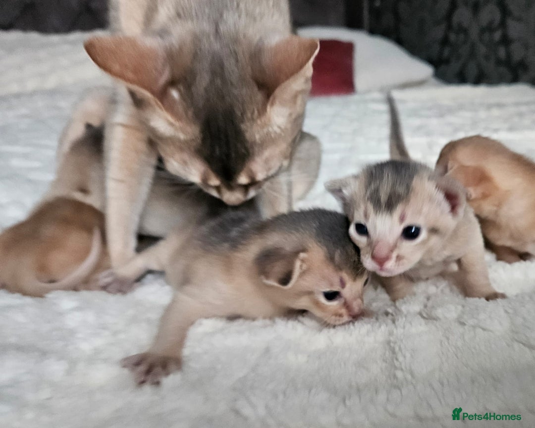 Abyssinian cats for sale: Abyssinian  - Advert 18
