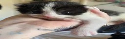 Mixed Breed cats for sale: Tux kittens - Advert 2