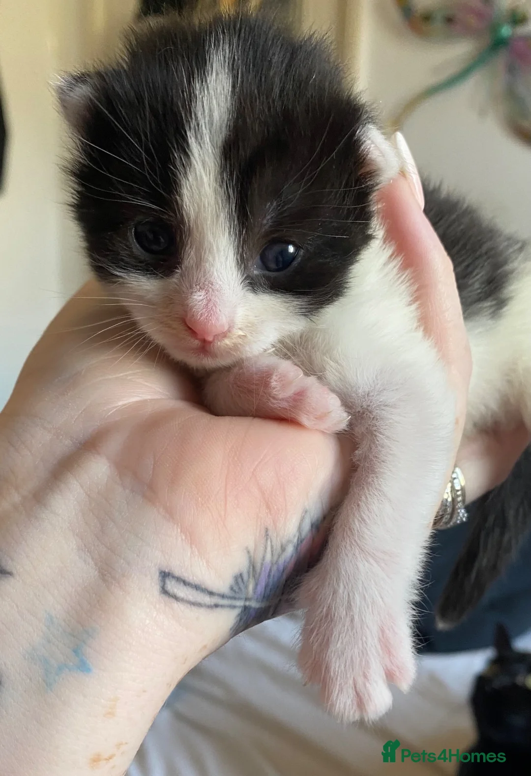 Mixed Breed cats for sale: Tux kittens - Advert 2