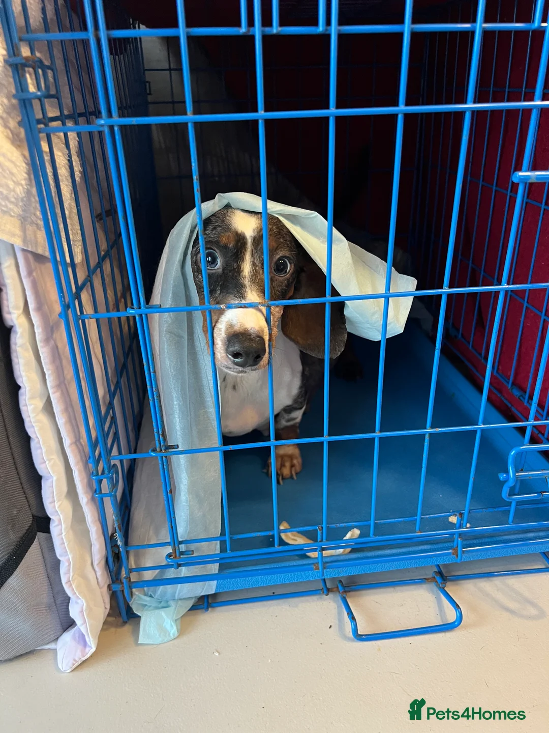 Miniature Dachshund dogs for sale: Miniature dachshunds puppies long and short coats - Advert 3